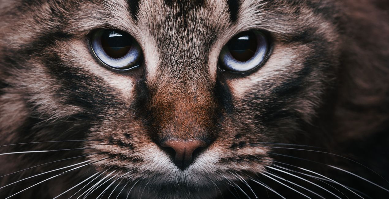 Color Discipline LUTs | Luminar Marketplace(44)