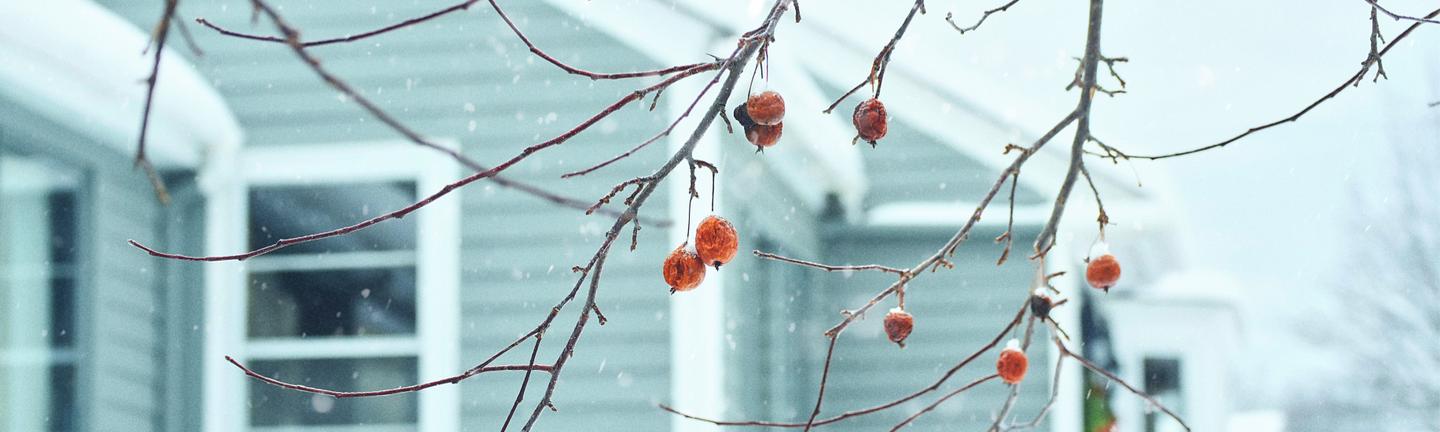 Falling Frost — slide 1