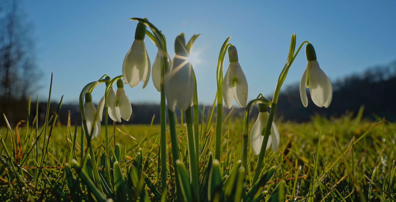 First Green Presets for Luminar | Marketplace(48)