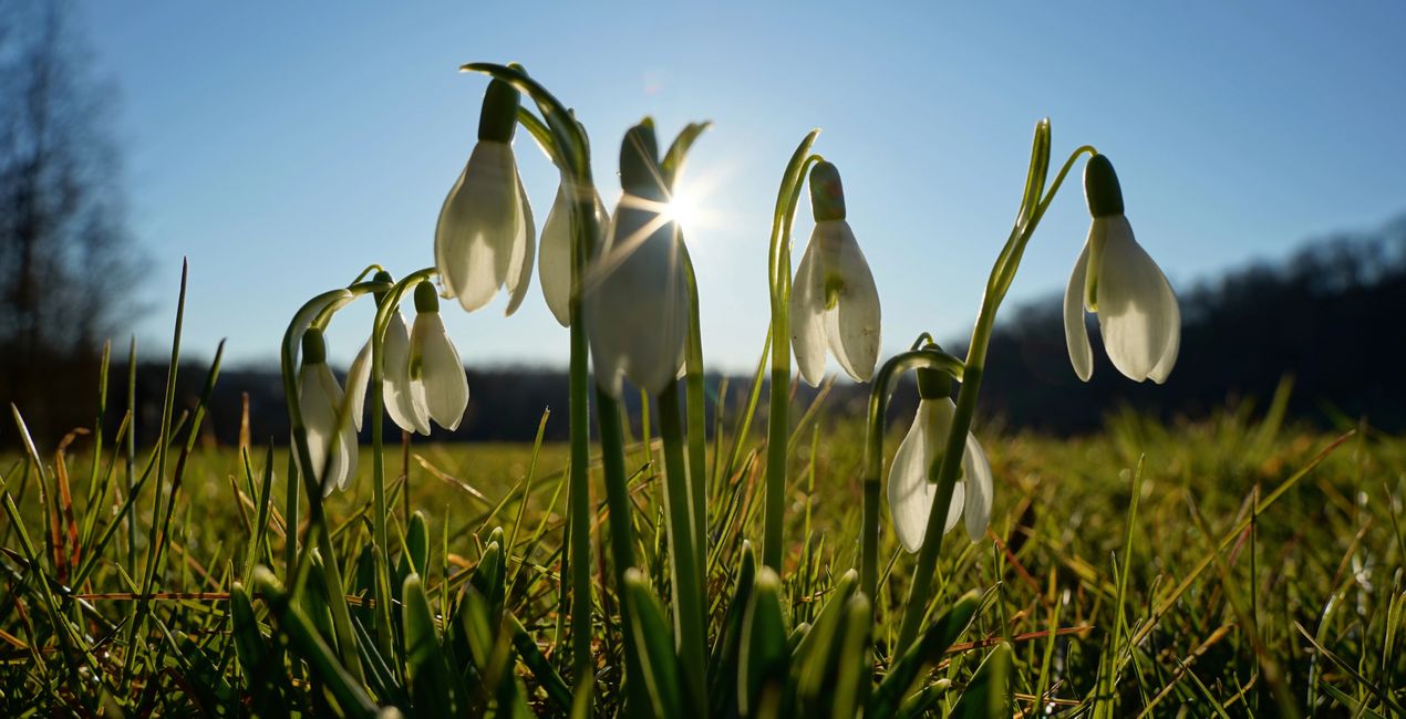 First Green Presets for Luminar | Marketplace(47)