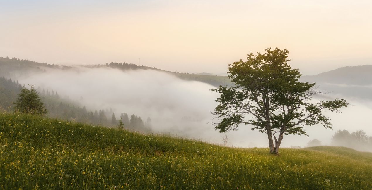 First Green Presets for Luminar | Marketplace(46)