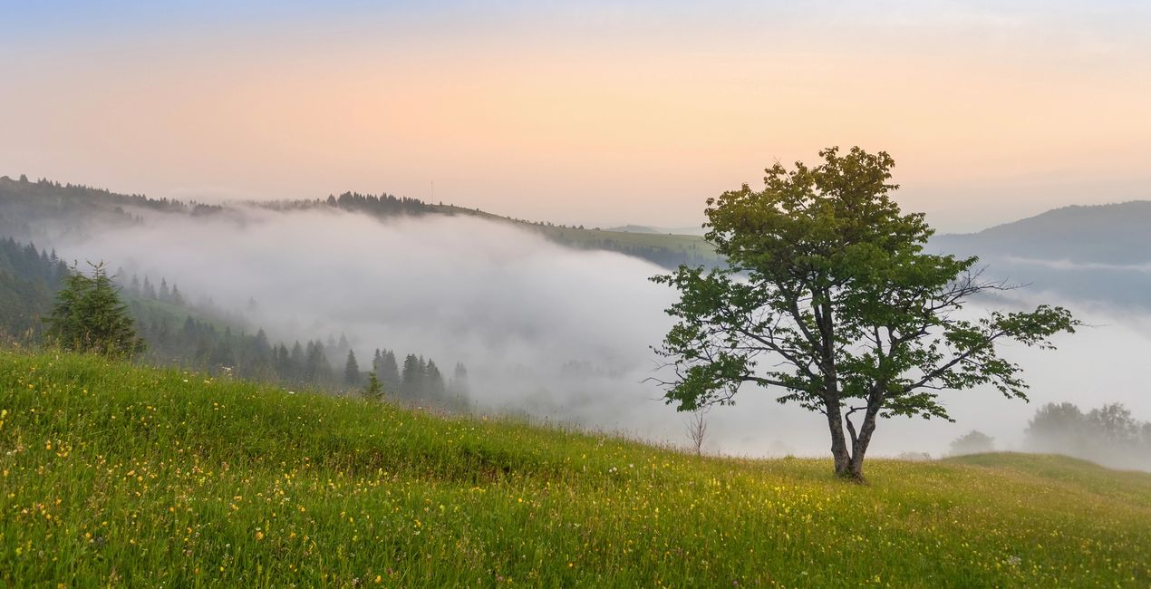 First Green Presets for Luminar | Marketplace(45)