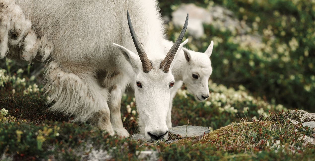 First Green Presets for Luminar | Marketplace(42)