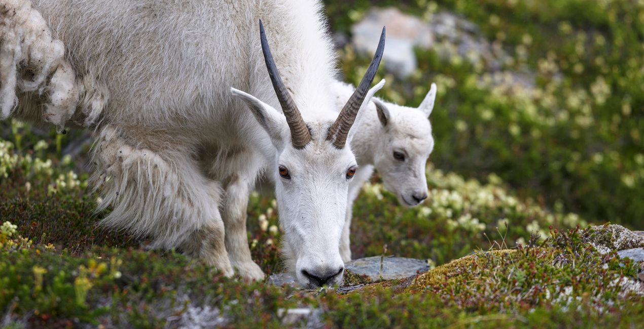 First Green Presets for Luminar | Marketplace(41)