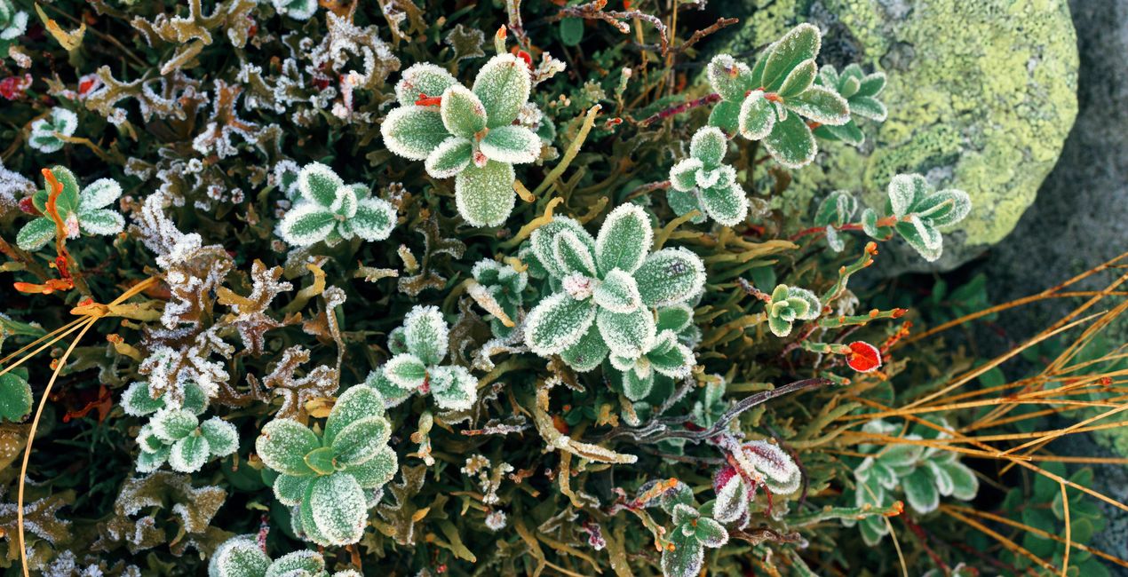 First Green Presets for Luminar | Marketplace(44)