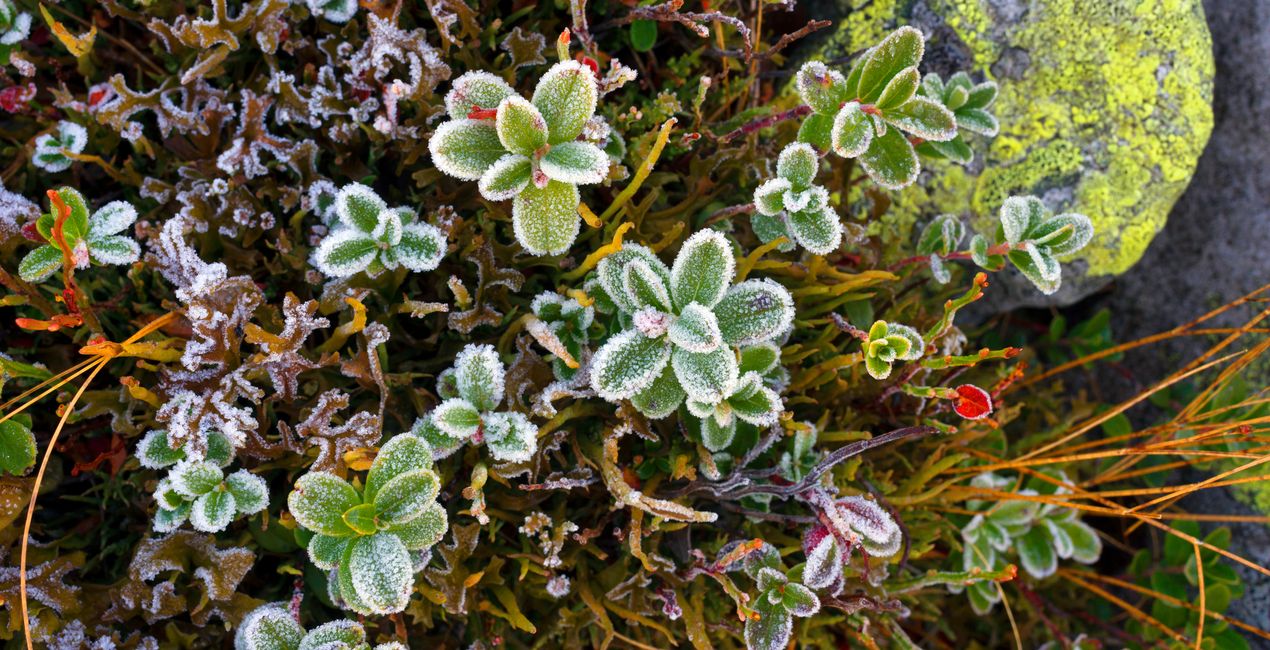 First Green Presets for Luminar | Marketplace(43)