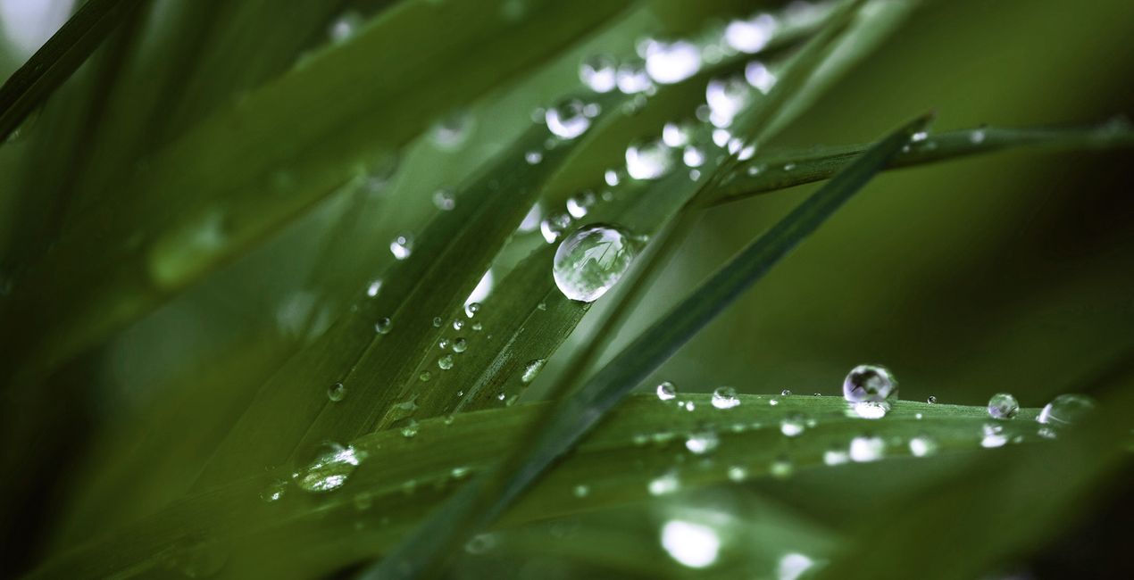 First Green Presets for Luminar | Marketplace(40)