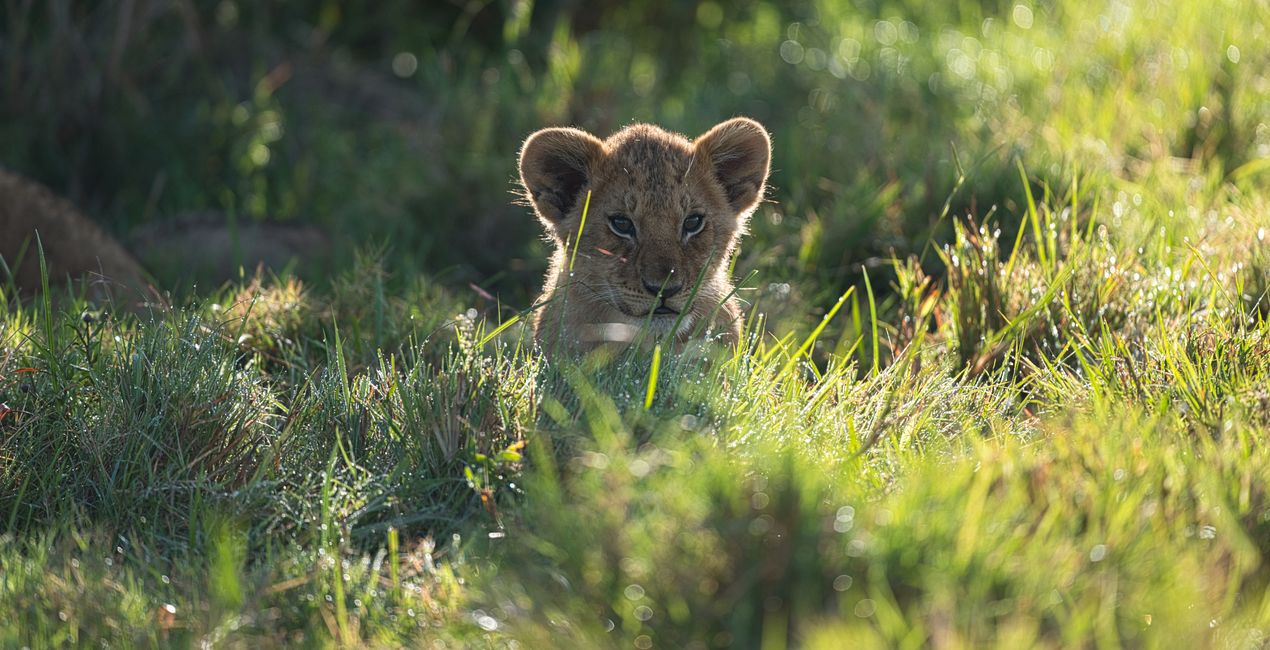 Savanna Legacy Presets for Luminar | Marketplace(39)