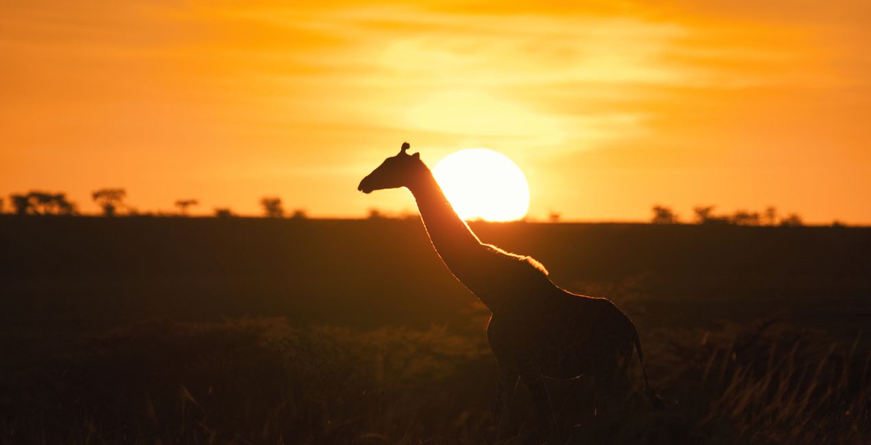 Savanna Legacy Presets for Luminar | Marketplace(46)