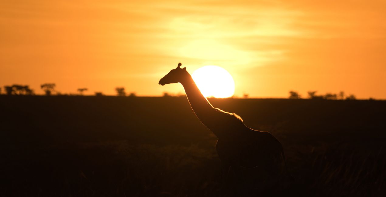 Savanna Legacy Presets for Luminar | Marketplace(45)