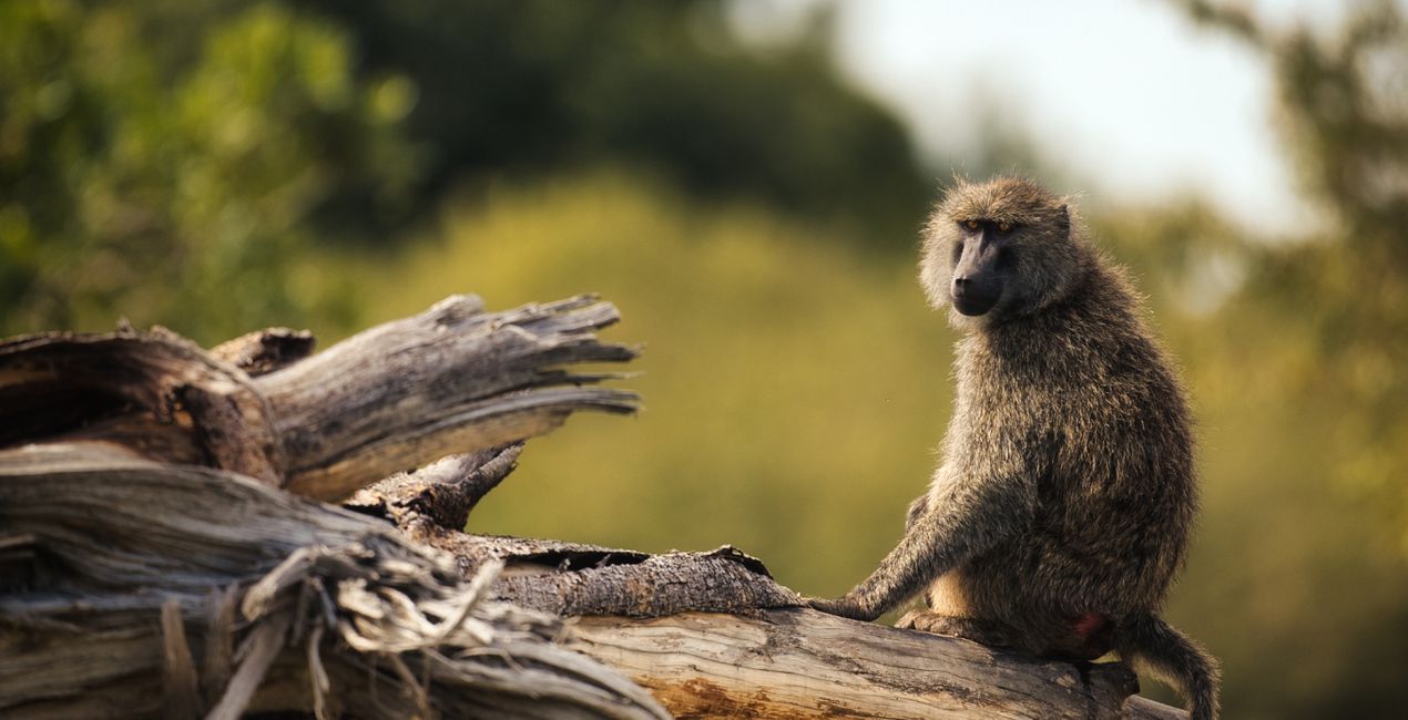 Savanna Legacy Presets for Luminar | Marketplace(42)