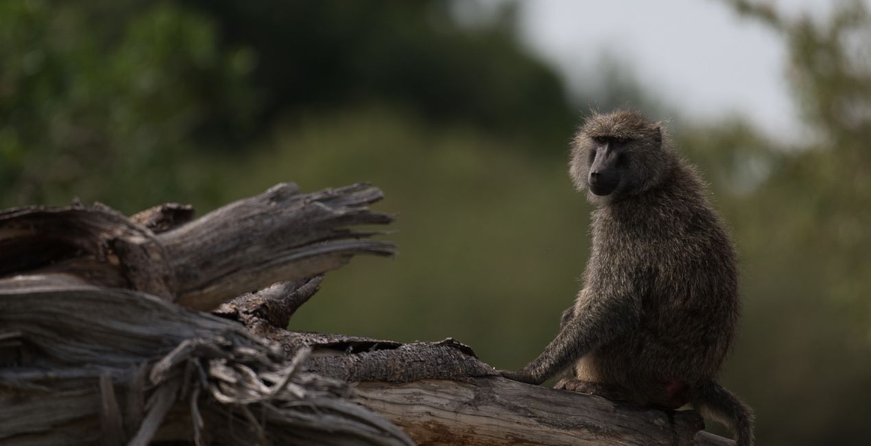 Savanna Legacy Presets for Luminar | Marketplace(41)