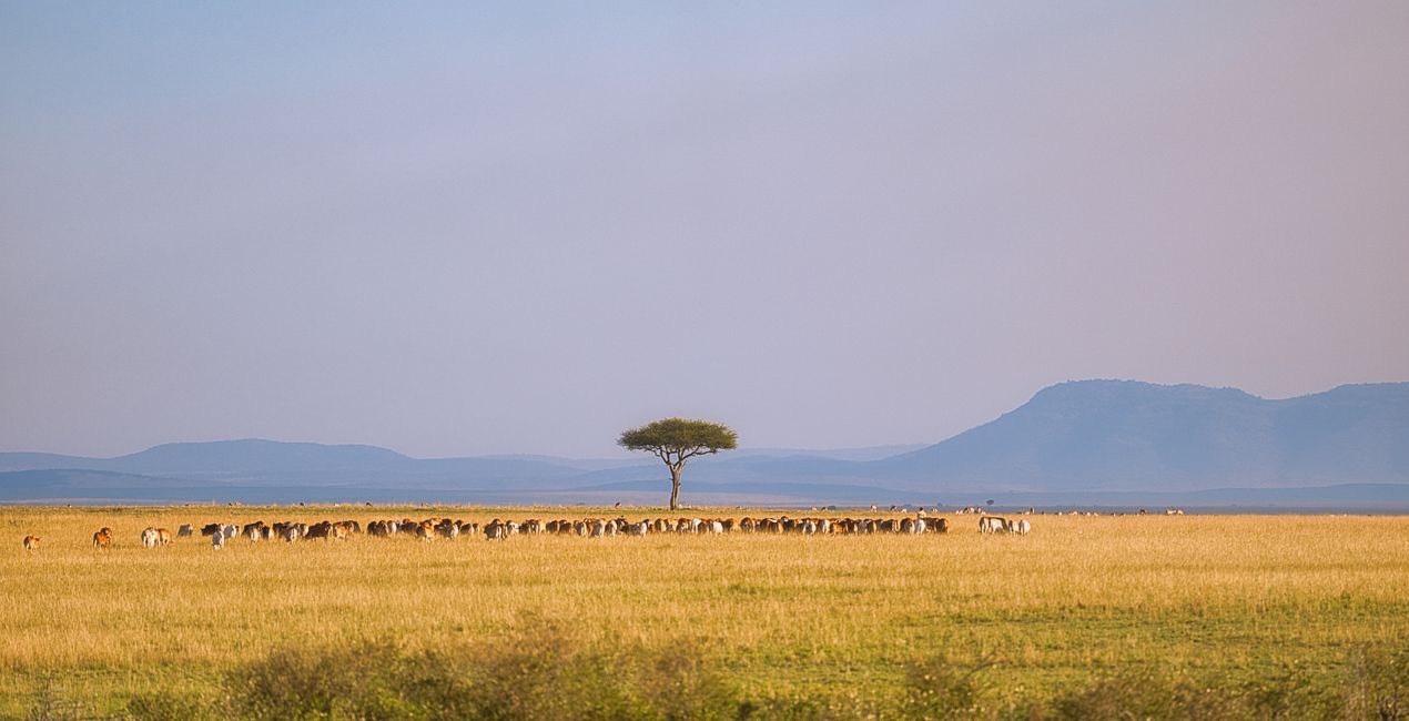 Savanna Legacy Presets for Luminar | Marketplace(44)