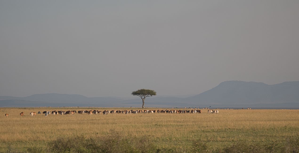 Savanna Legacy Presets for Luminar | Marketplace(43)