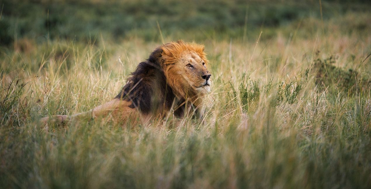 Savanna Legacy Presets for Luminar | Marketplace(48)