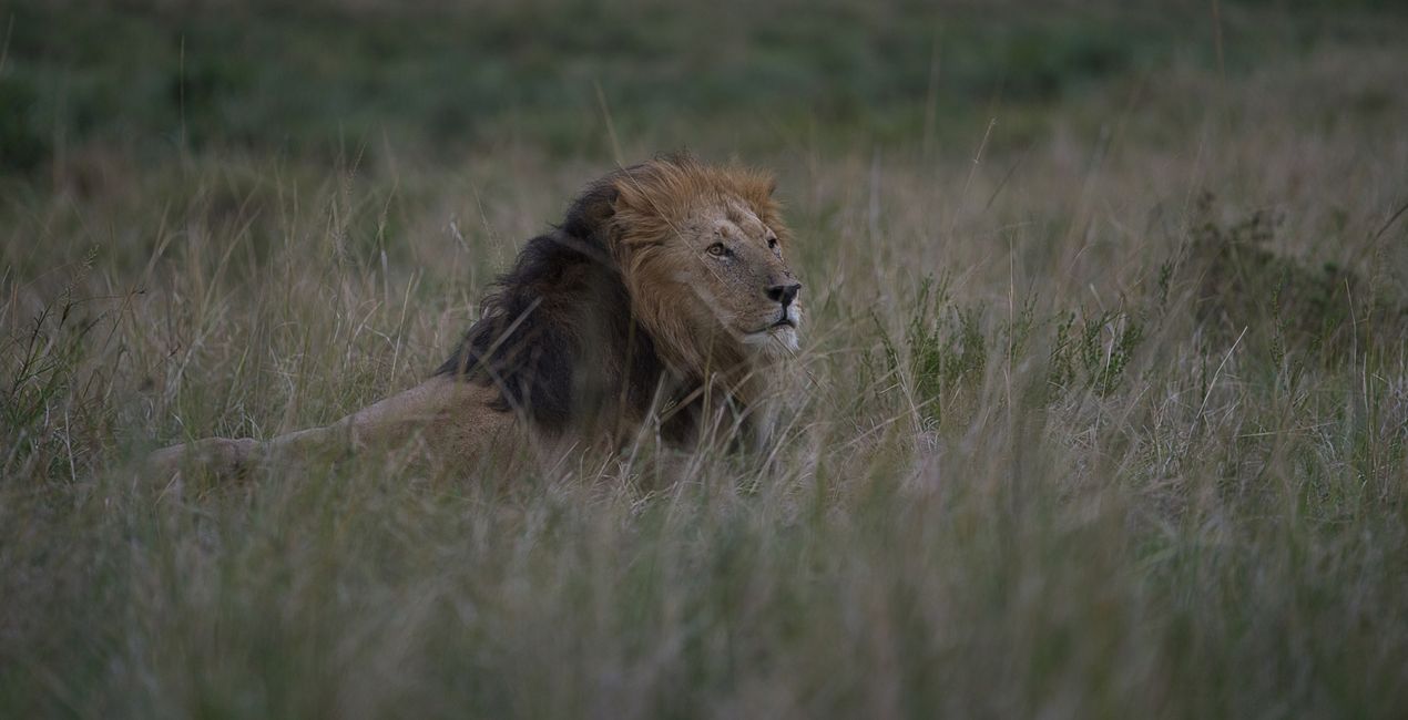 Savanna Legacy Presets for Luminar | Marketplace(47)