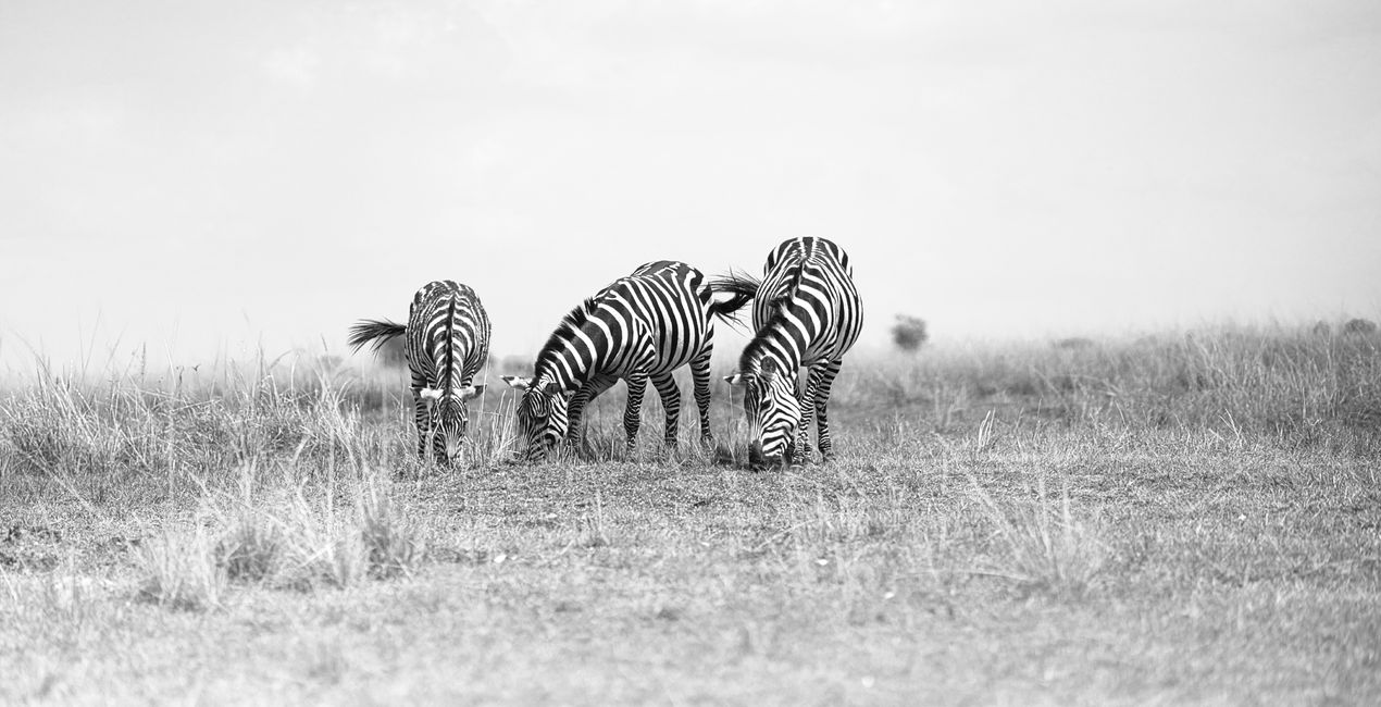 Savanna Legacy Presets for Luminar | Marketplace(50)