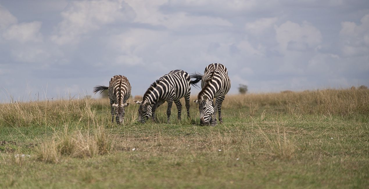 Savanna Legacy Presets for Luminar | Marketplace(49)