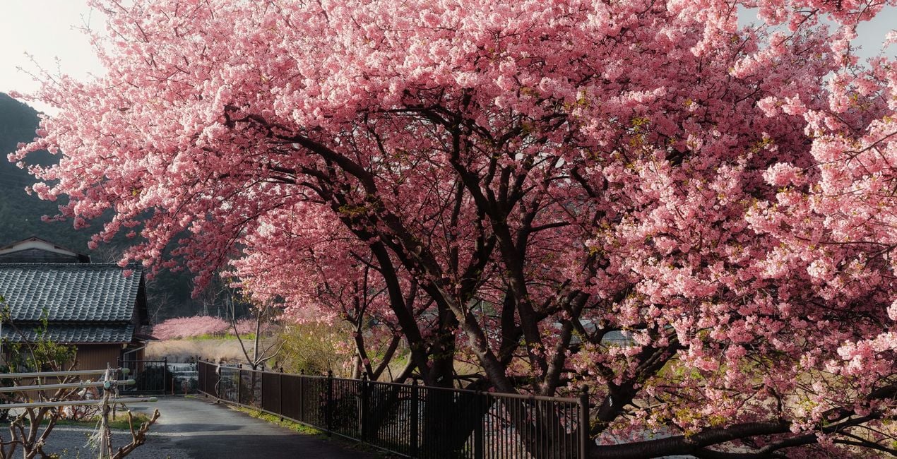 Sakura Haze Presets for Luminar | Marketplace(42)