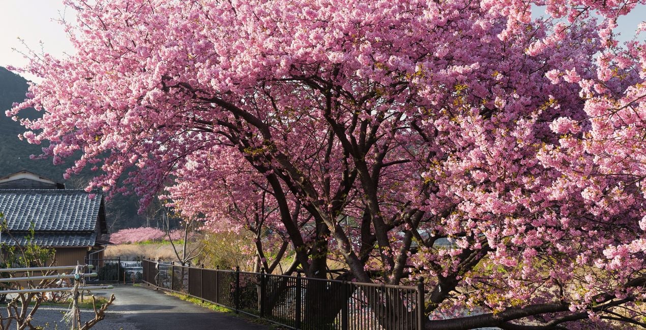 Sakura Haze Presets for Luminar | Marketplace(41)