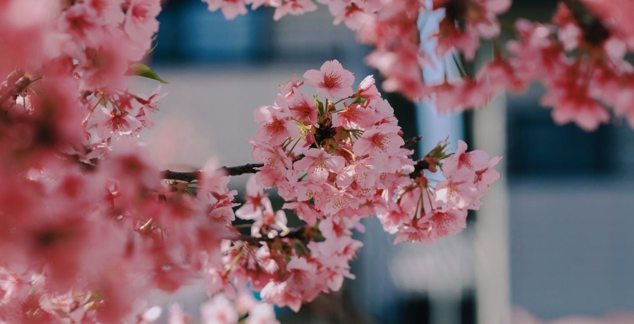 Sakura Haze Presets for Luminar | Marketplace(46)