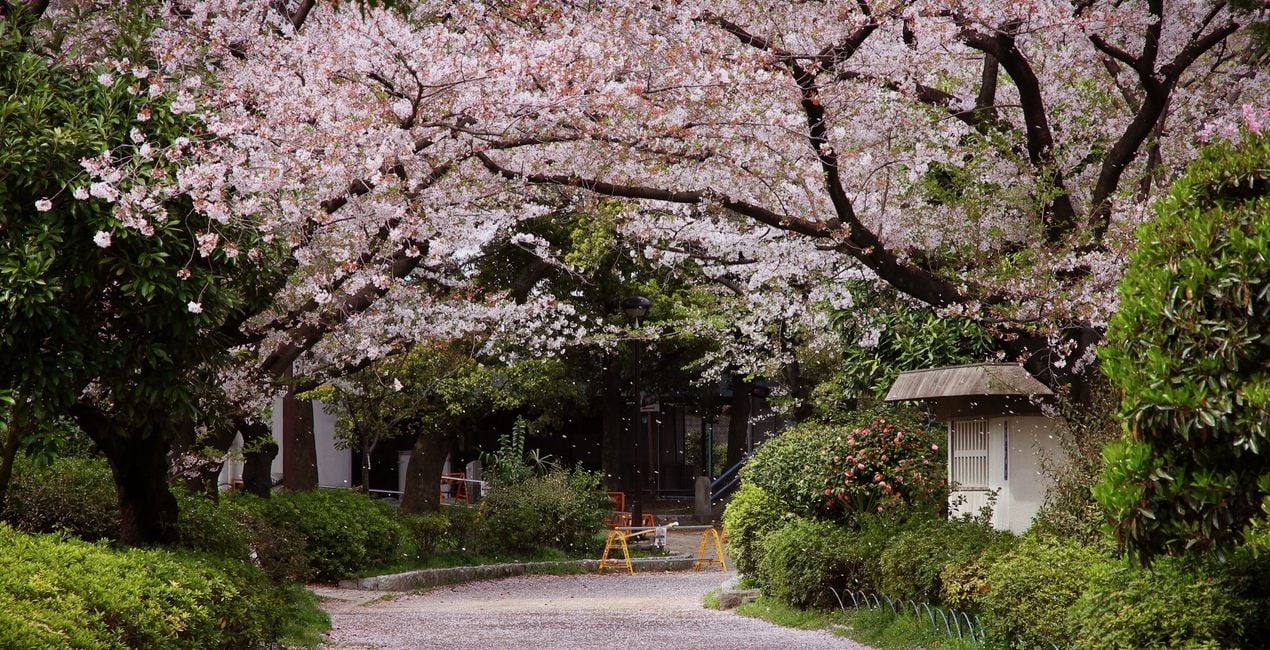 Sakura Haze Presets for Luminar | Marketplace(44)