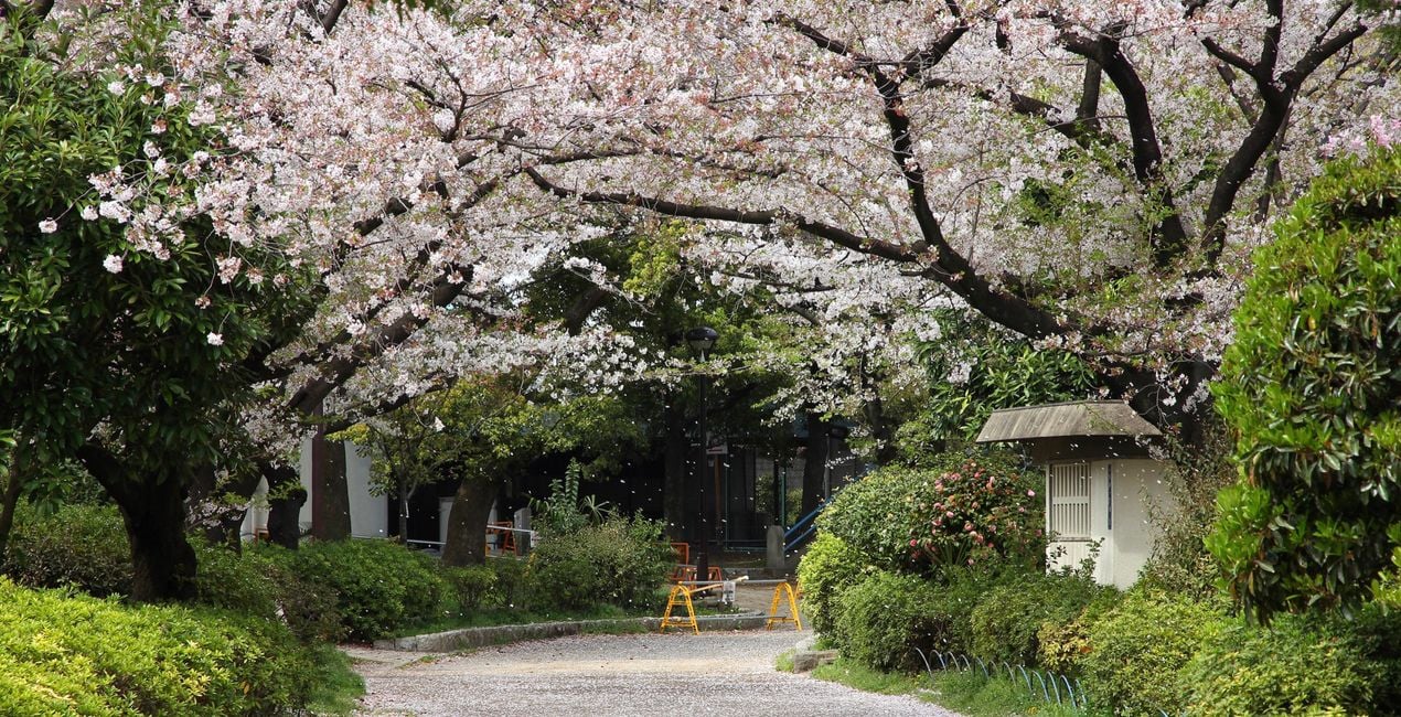 Sakura Haze Presets for Luminar | Marketplace(43)