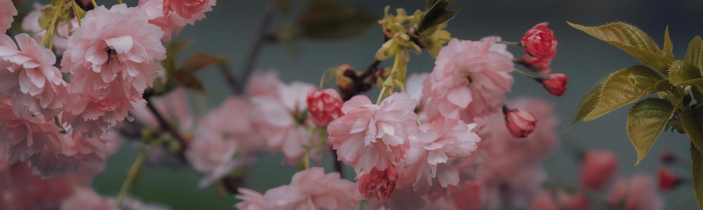 Sakura Haze — slide 1