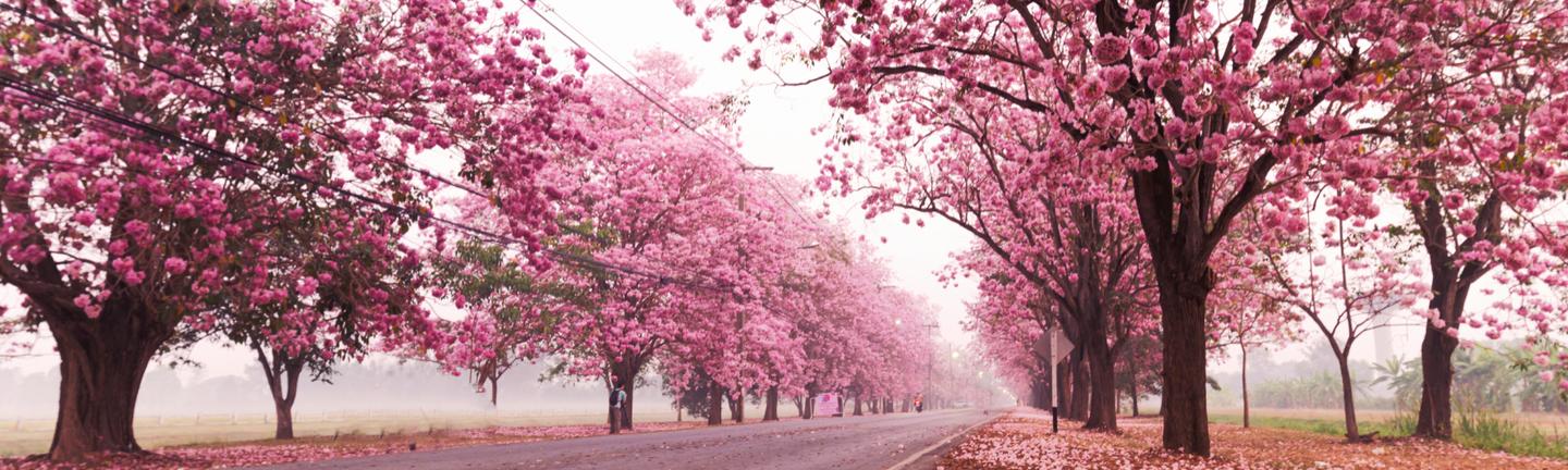 Sakura Haze — slide 2