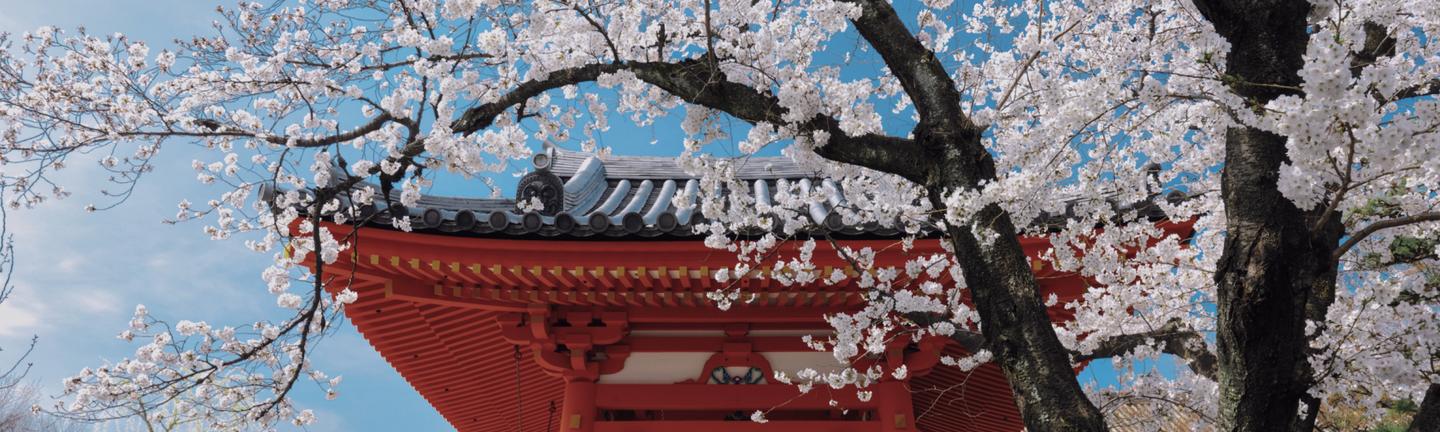 Sakura Haze — slide 3