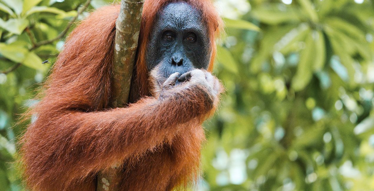 Sunlight Poetry Presets for Luminar | Marketplace(49)