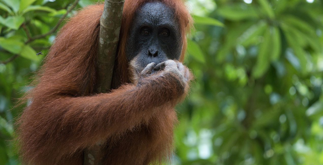 Sunlight Poetry Presets for Luminar | Marketplace(48)