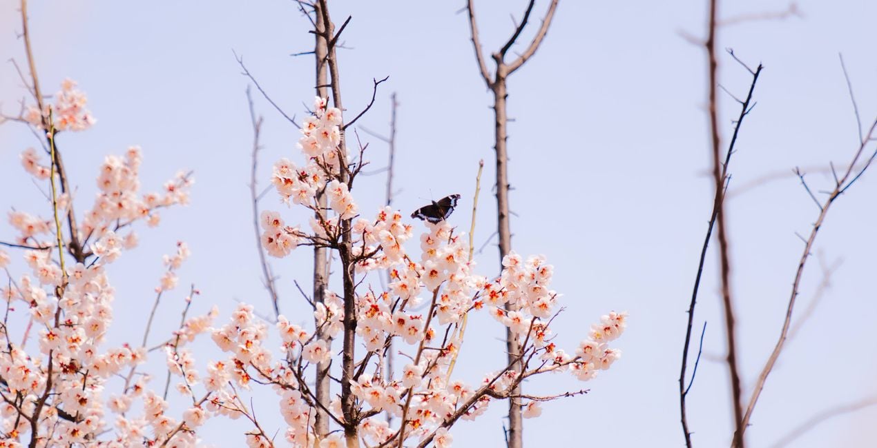 Unfolding Buds Presets for Luminar | Marketplace(46)