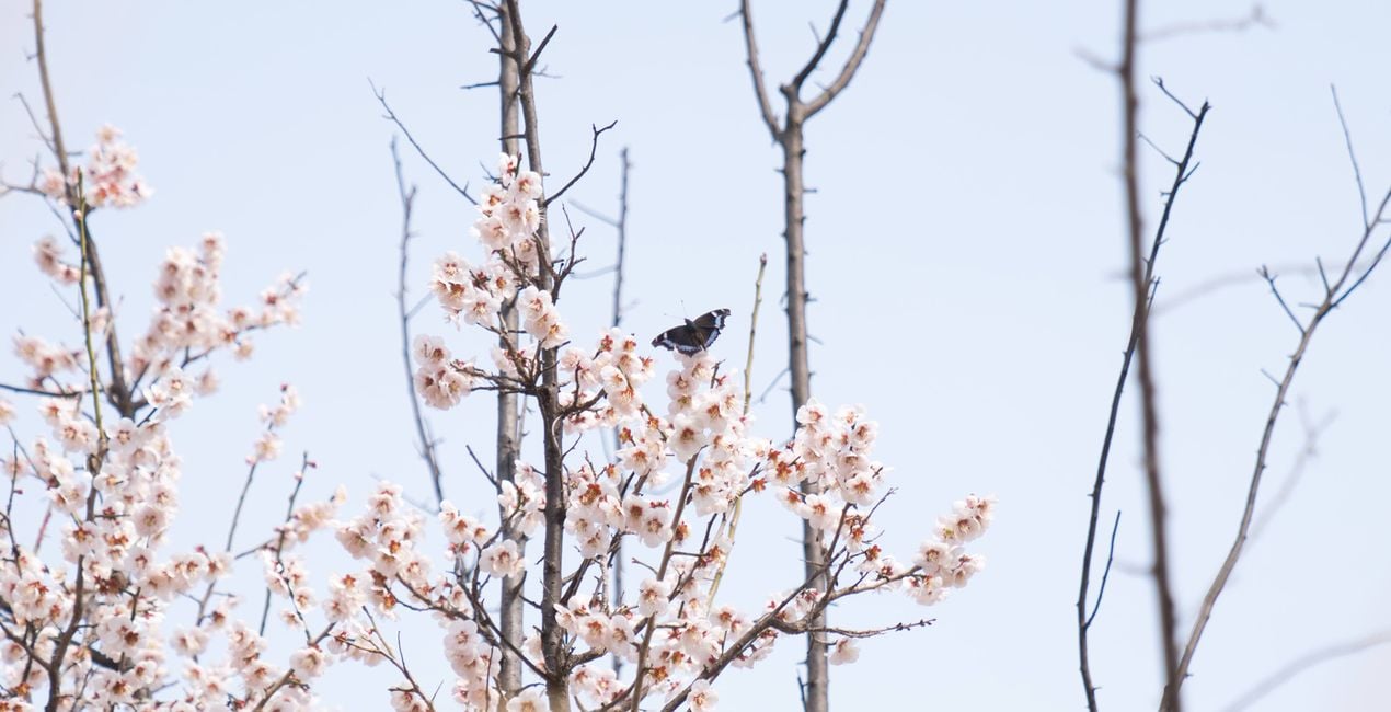 Unfolding Buds Presets for Luminar | Marketplace(45)
