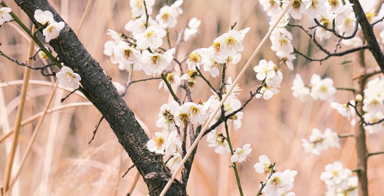 Unfolding Buds Presets for Luminar | Marketplace(48)