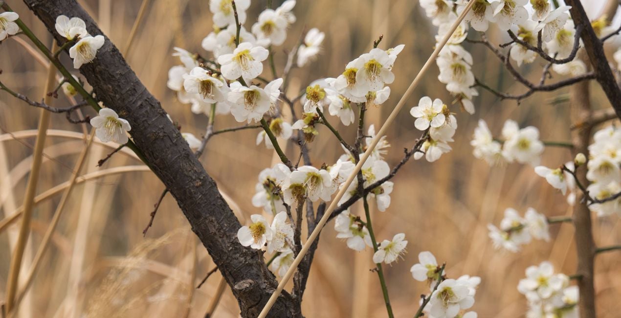 Unfolding Buds Presets for Luminar | Marketplace(47)