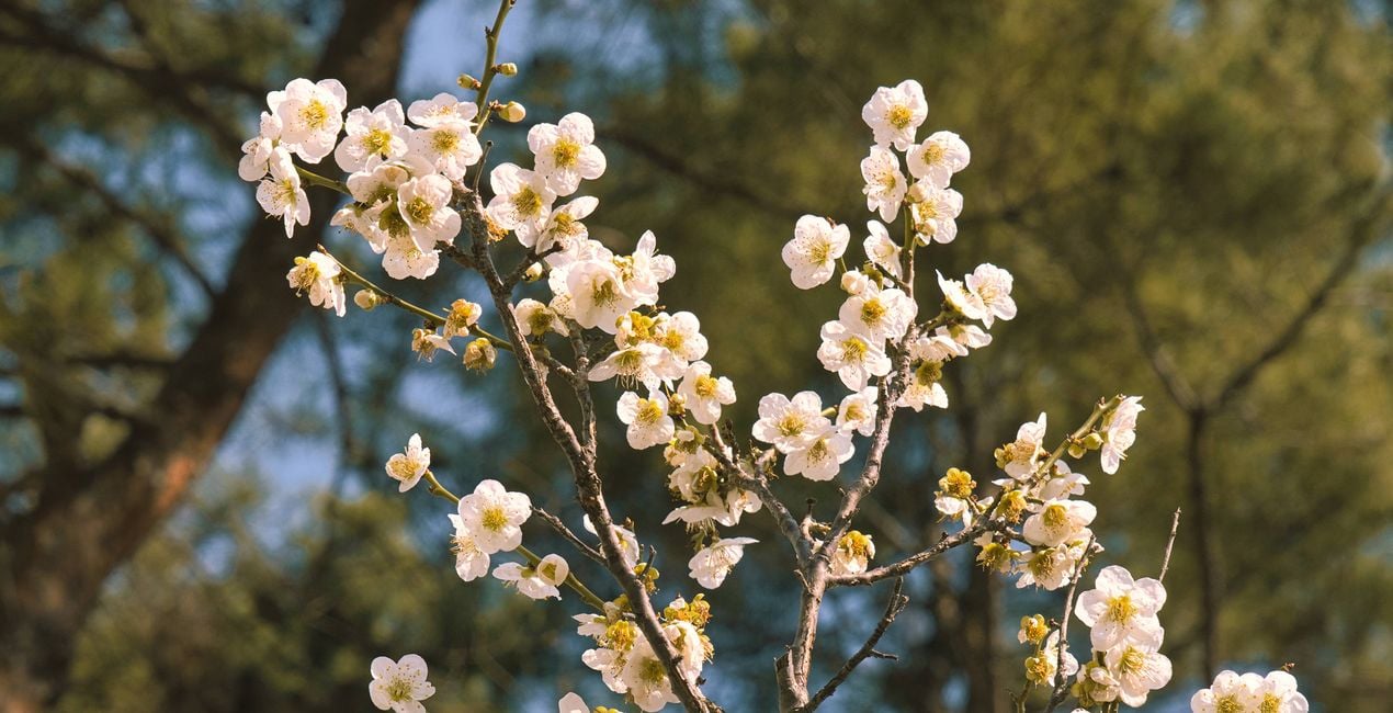 Unfolding Buds Presets for Luminar | Marketplace(44)