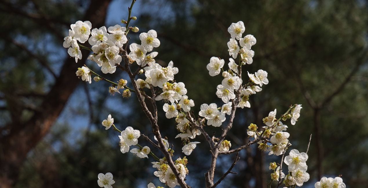 Unfolding Buds Presets for Luminar | Marketplace(43)