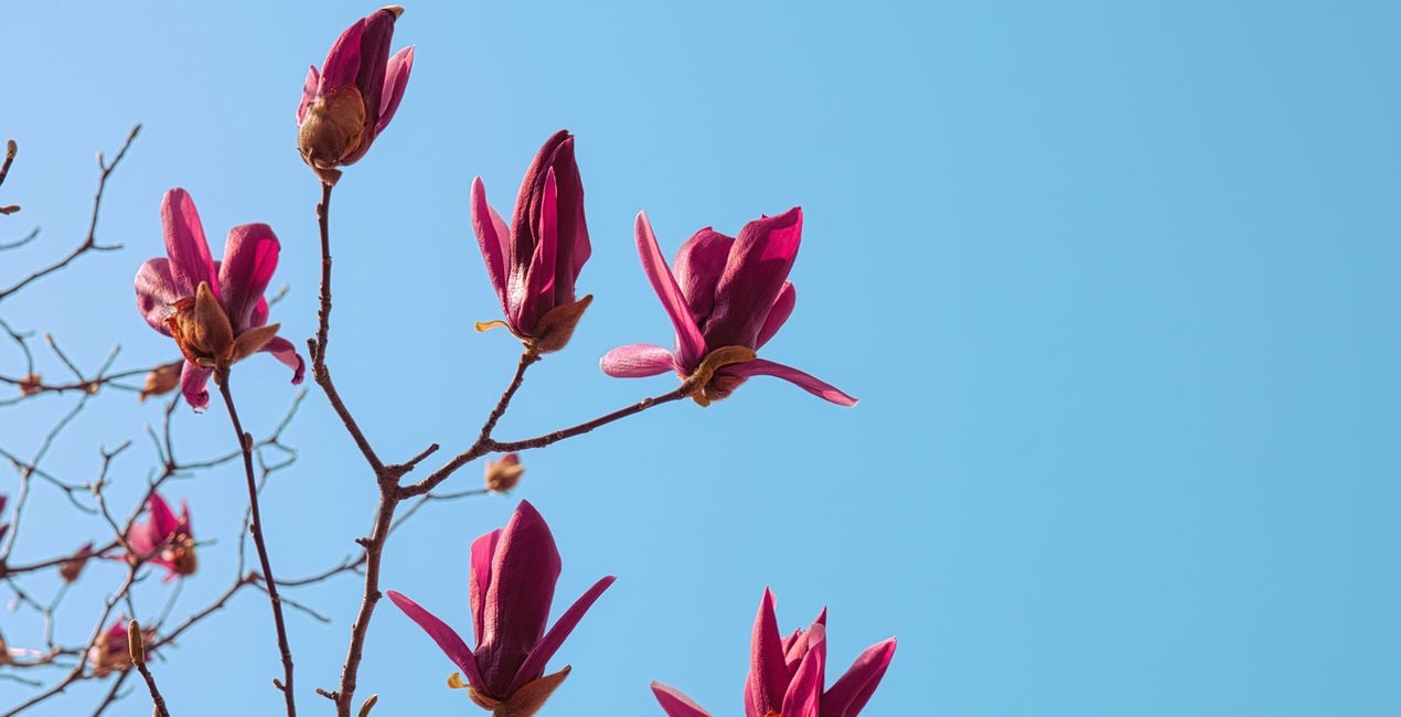 Unfolding Buds Presets for Luminar | Marketplace(40)