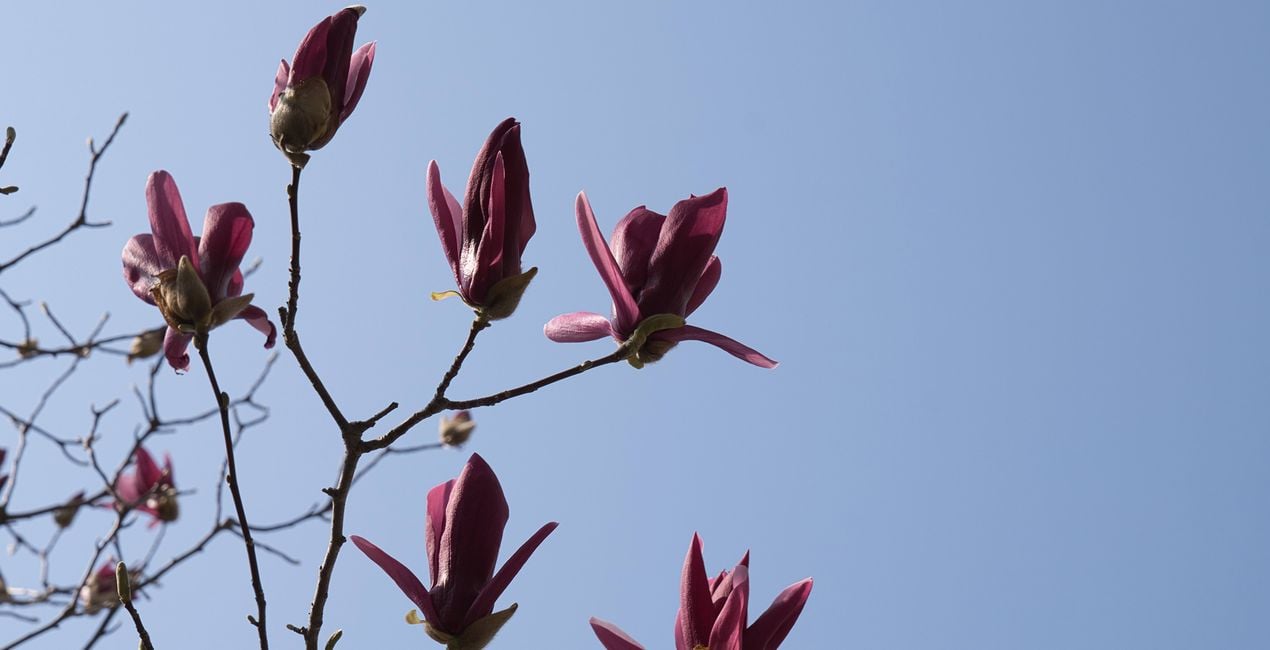 Unfolding Buds Presets for Luminar | Marketplace(39)