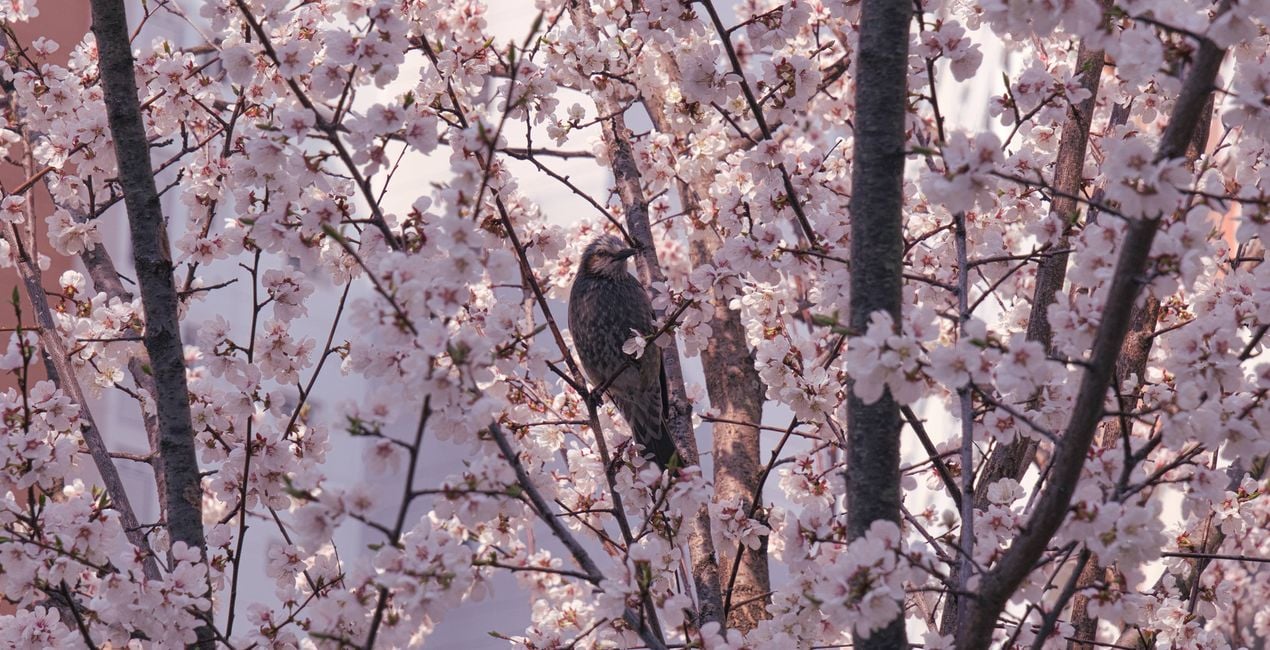 Unfolding Buds Presets for Luminar | Marketplace(42)