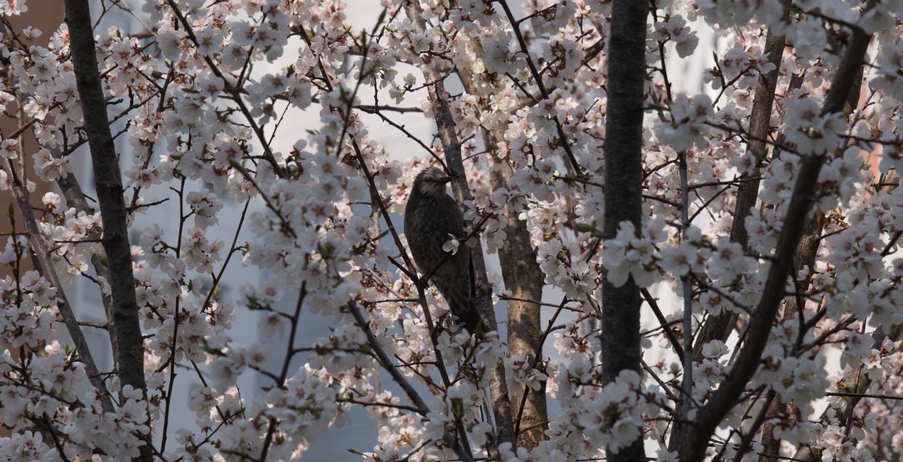 Unfolding Buds Presets for Luminar | Marketplace(41)