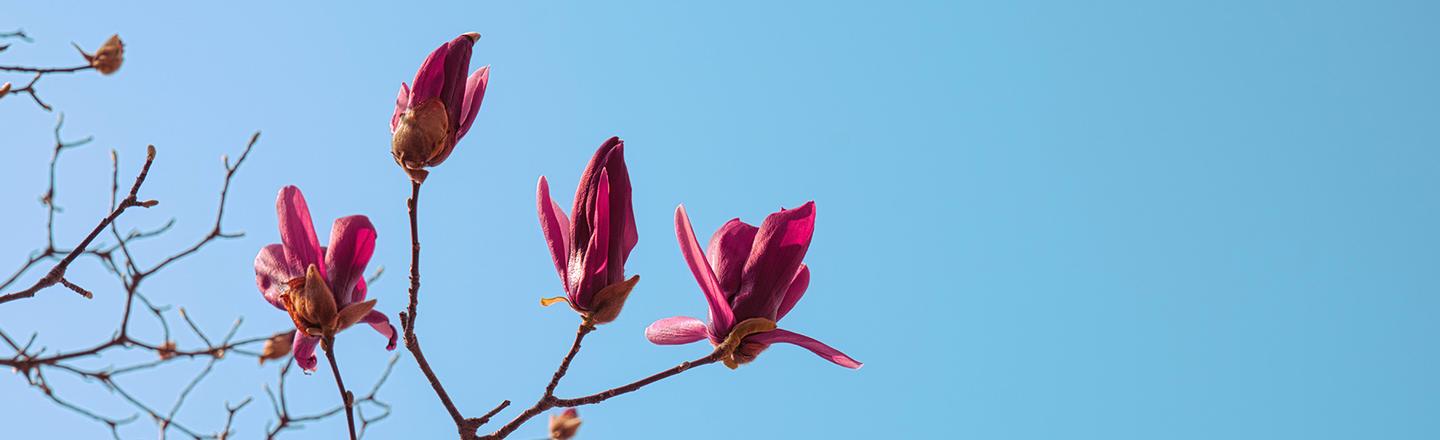 Unfolding Buds — slide 2