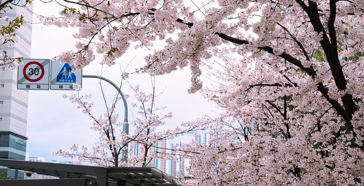 Flourishing Form Presets for Luminar | Marketplace(40)