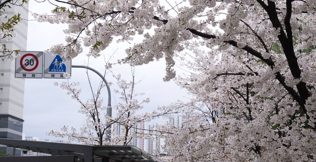 Flourishing Form Presets for Luminar | Marketplace(39)