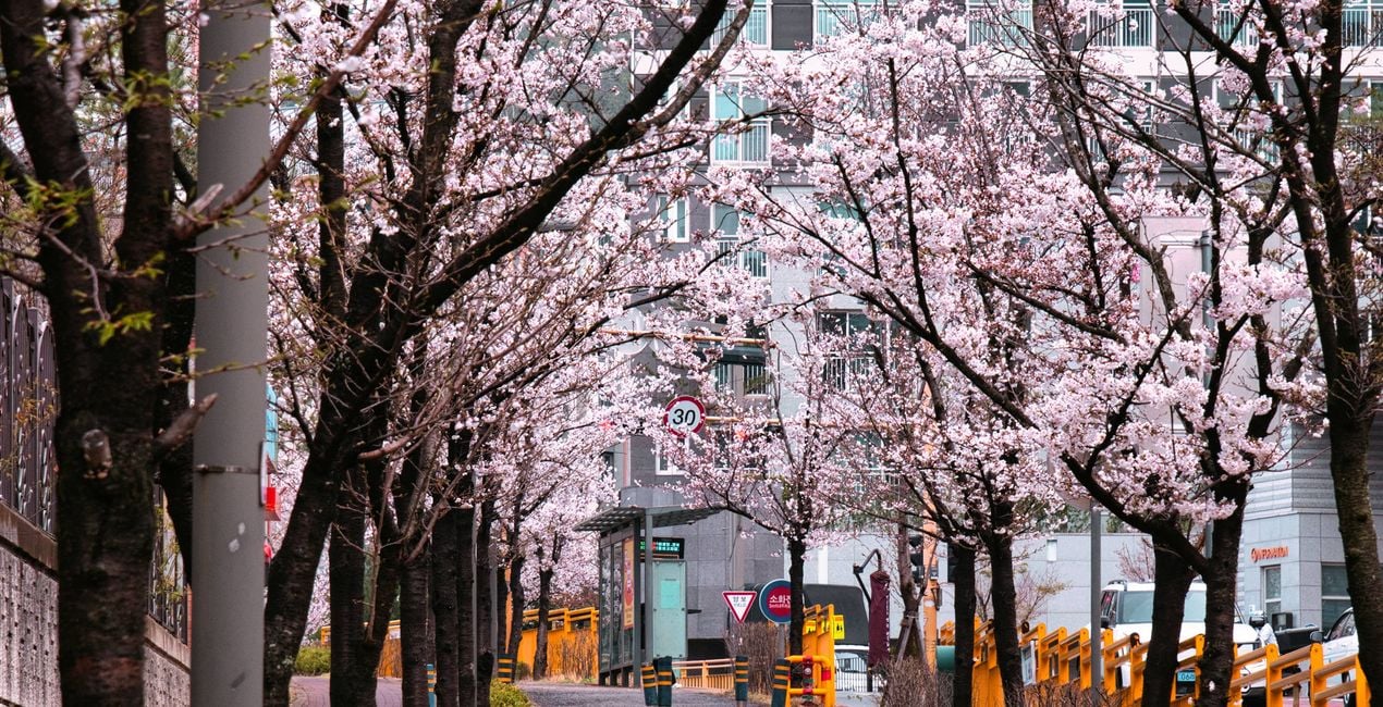 Flourishing Form Presets for Luminar | Marketplace(42)