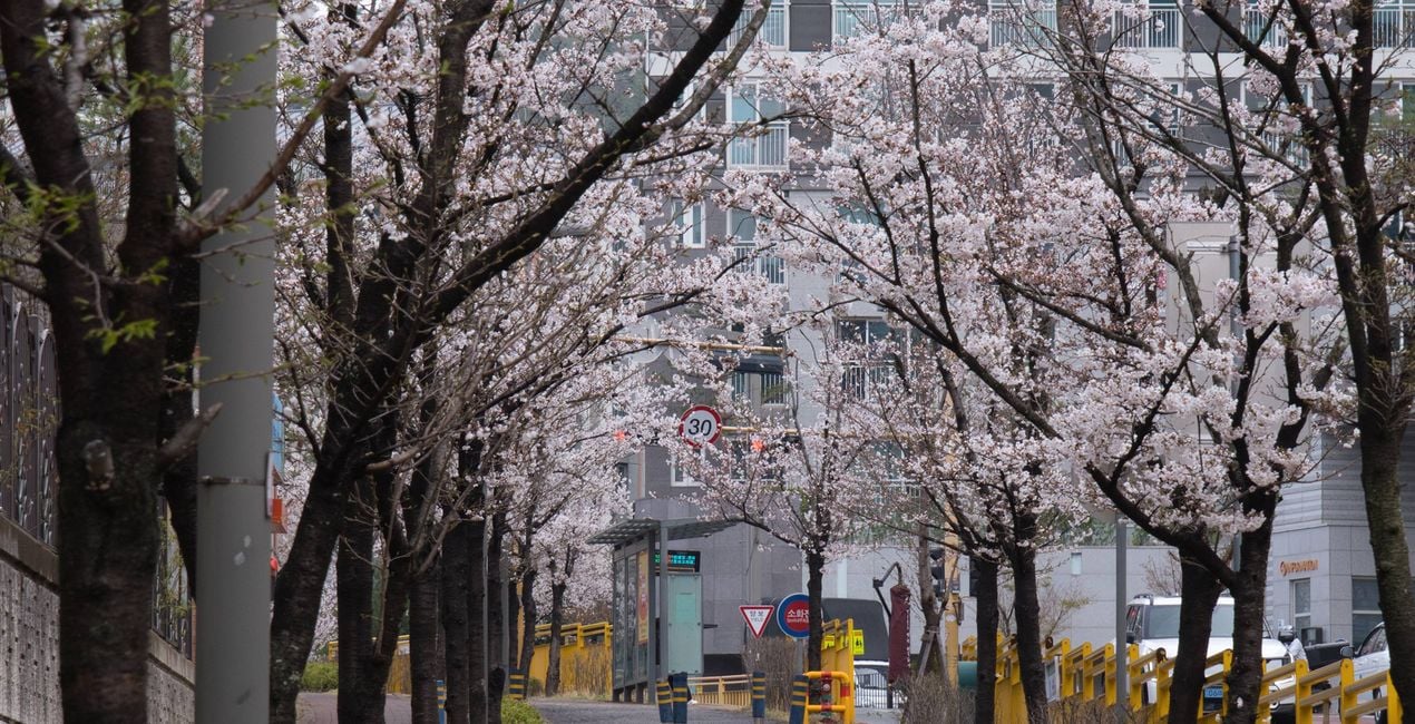 Flourishing Form Presets for Luminar | Marketplace(41)