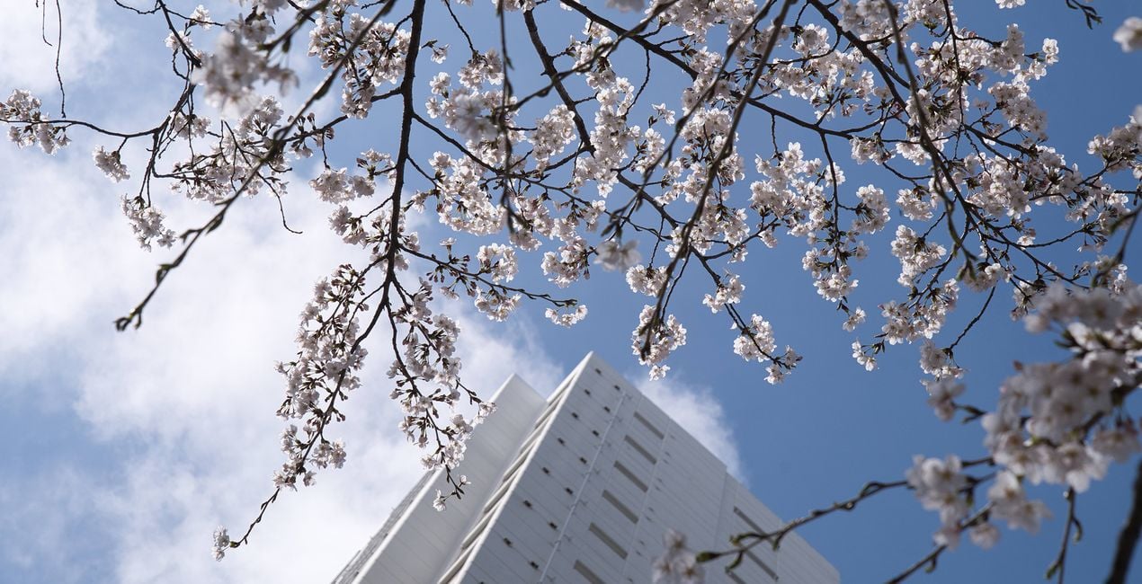 Flourishing Form Presets for Luminar | Marketplace(43)