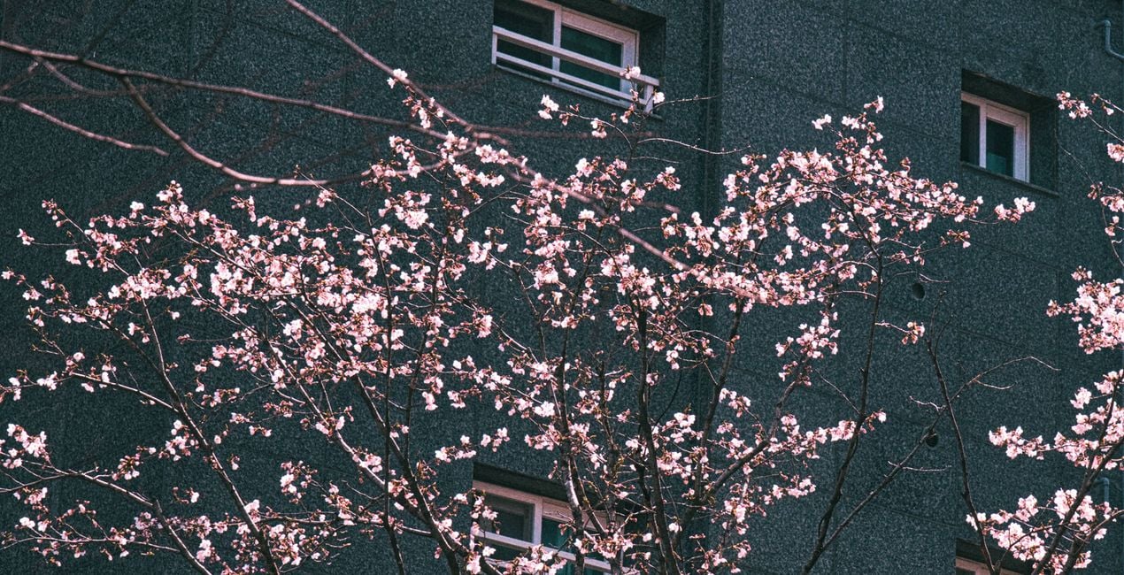 Flourishing Form Presets for Luminar | Marketplace(50)