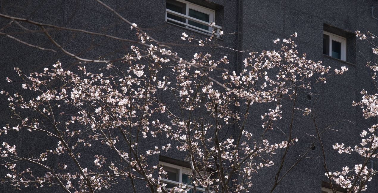 Flourishing Form Presets for Luminar | Marketplace(49)